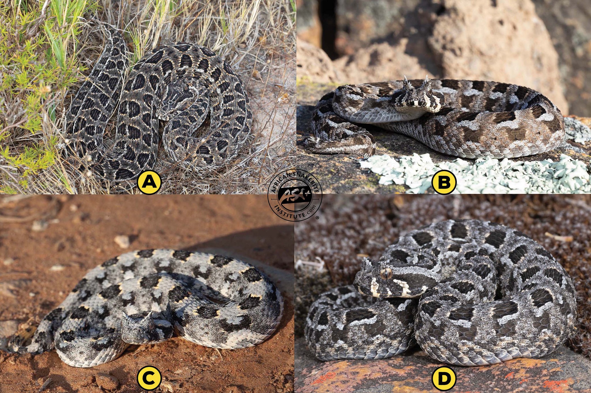 🐍 What's that Snake? Can... - African Snakebite Institute