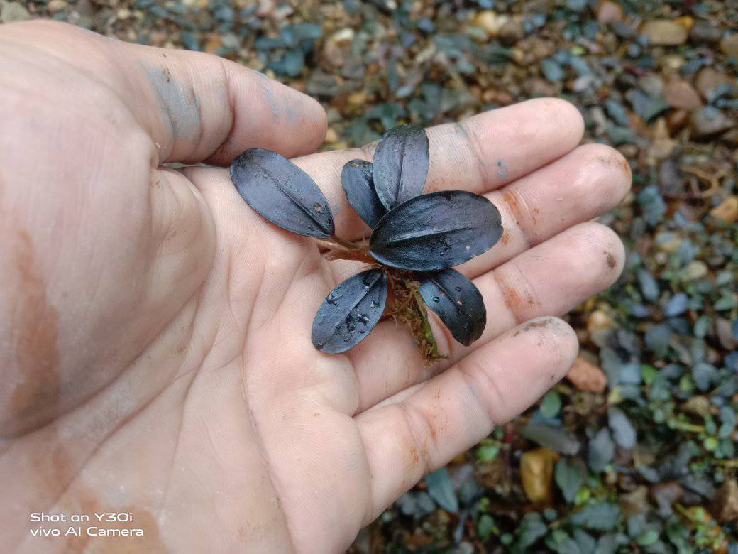 Motleyana Blue Emerald A rare bucephalandra classic. Now mostly