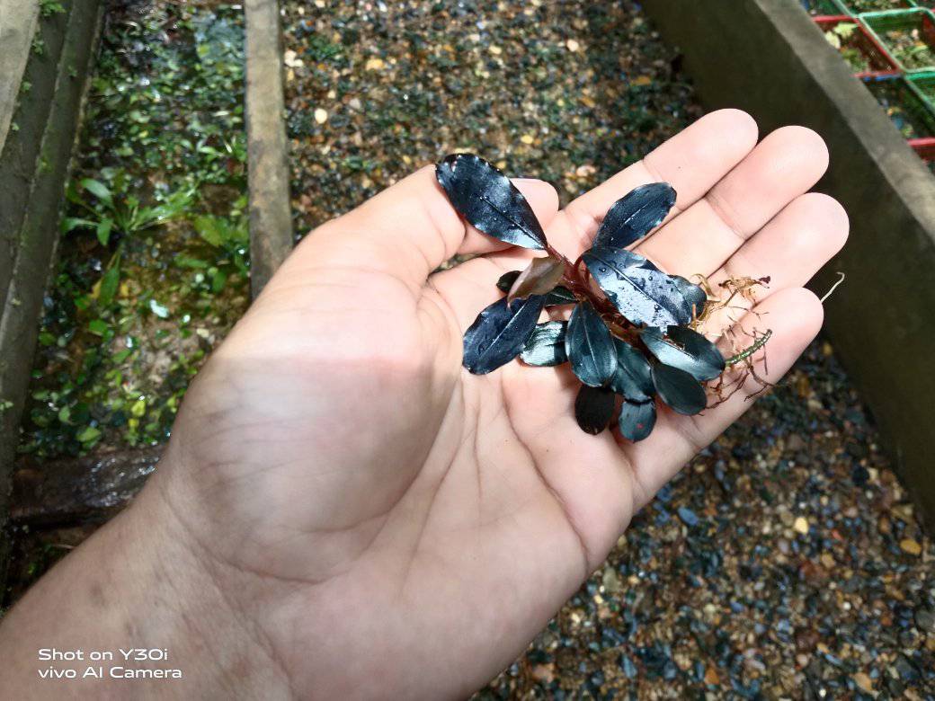 Motleyana Blue Emerald A rare bucephalandra classic. Now mostly