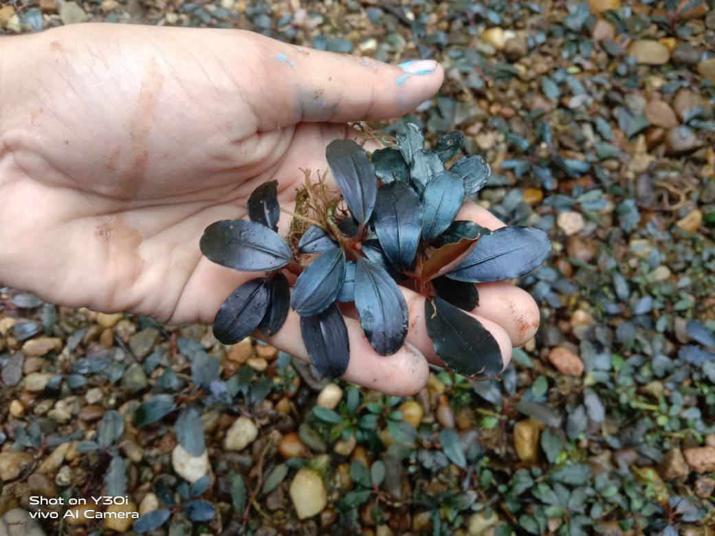 Motleyana Blue Emerald A rare bucephalandra classic. Now mostly