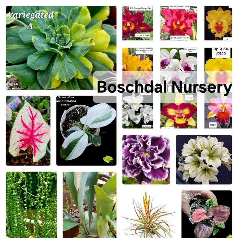 Order your plants on our online nursery shop. Boschdal online nursery ...