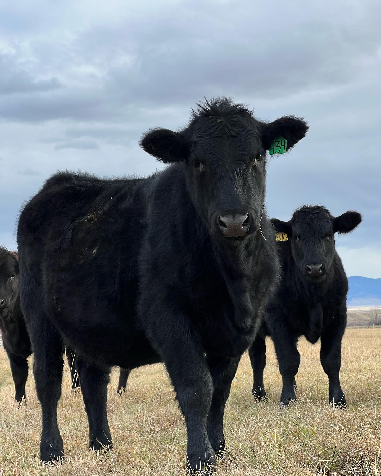 Arrington Ranch LLC | Wisdom MT