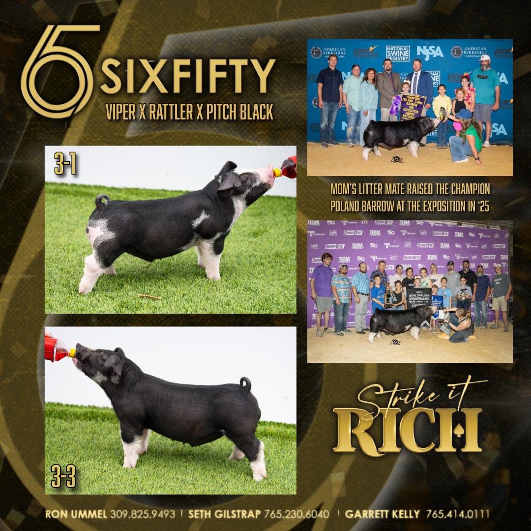 SixFifty Showpigs | Thorntown IN