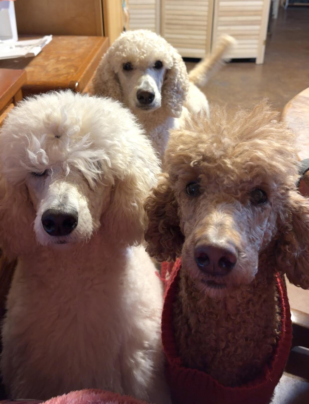 Starcatcher Standard Poodles