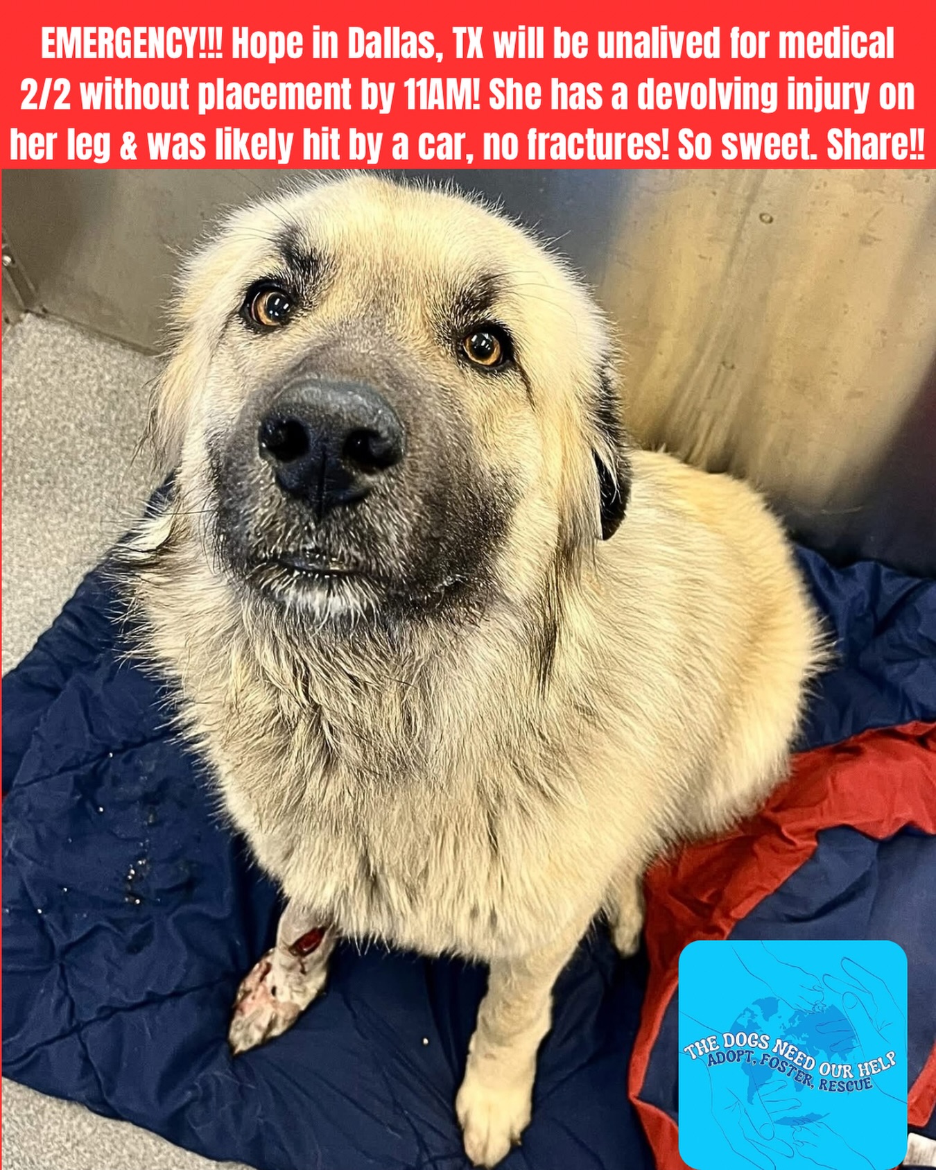 TAGG Rescue | Dallas TX