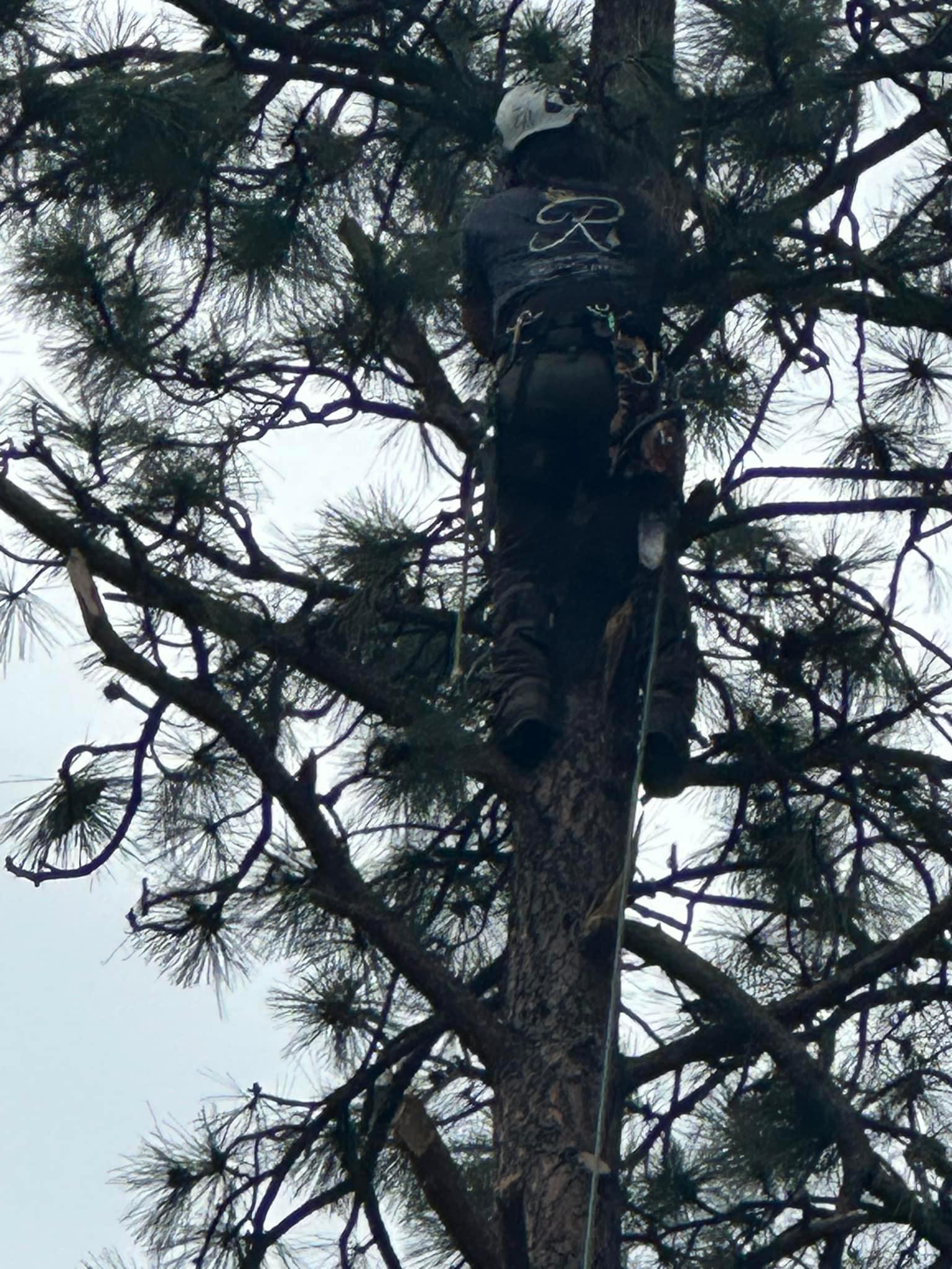 Royal Tree Co.