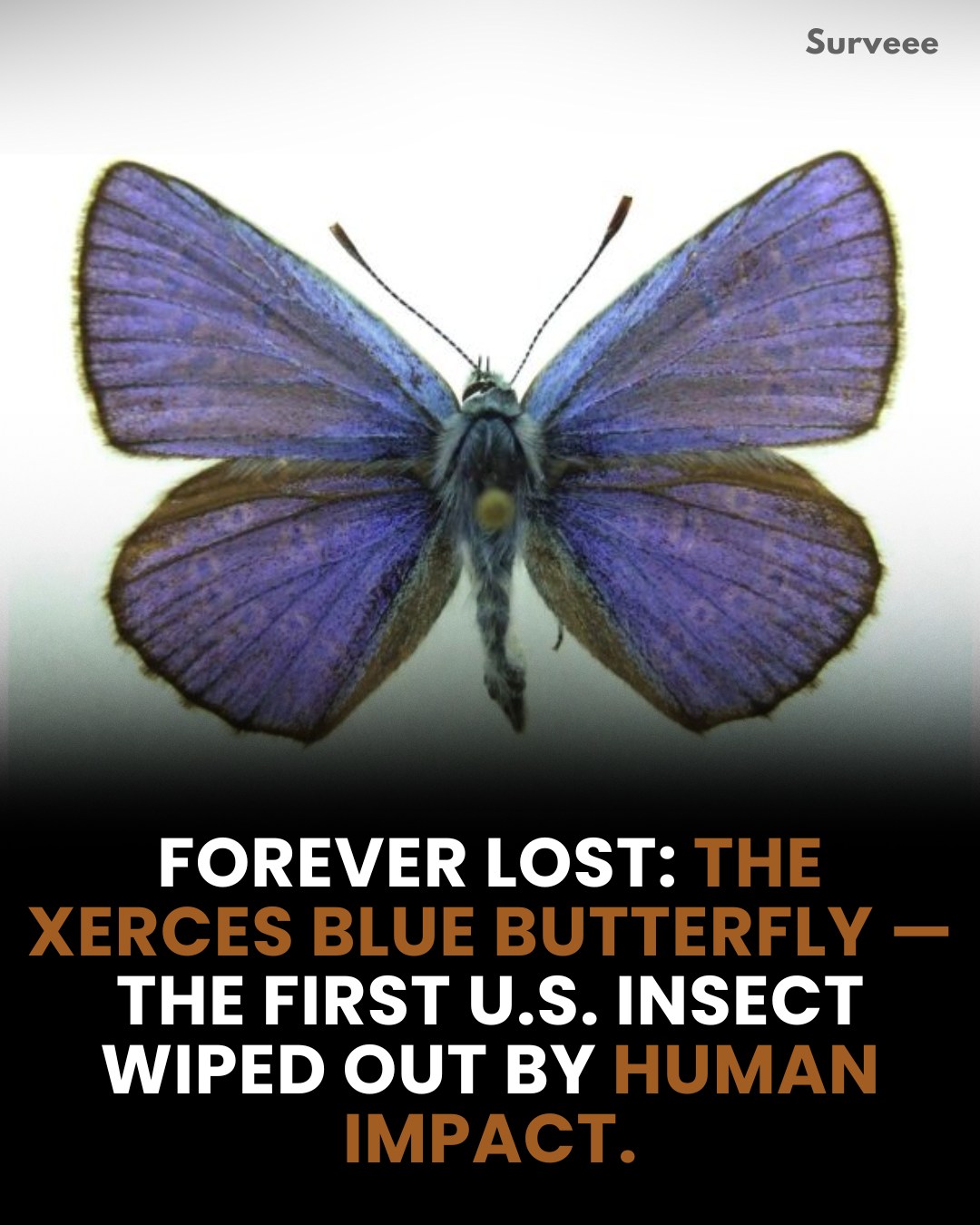 Surveee - The Xerces Blue butterfly once painted San Francisco’s dunes ...