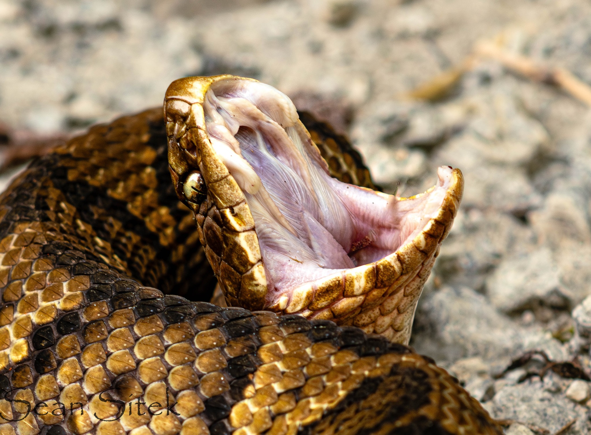 Shots - Check out the fangs on this adult cottonmouth on this Way Up ...