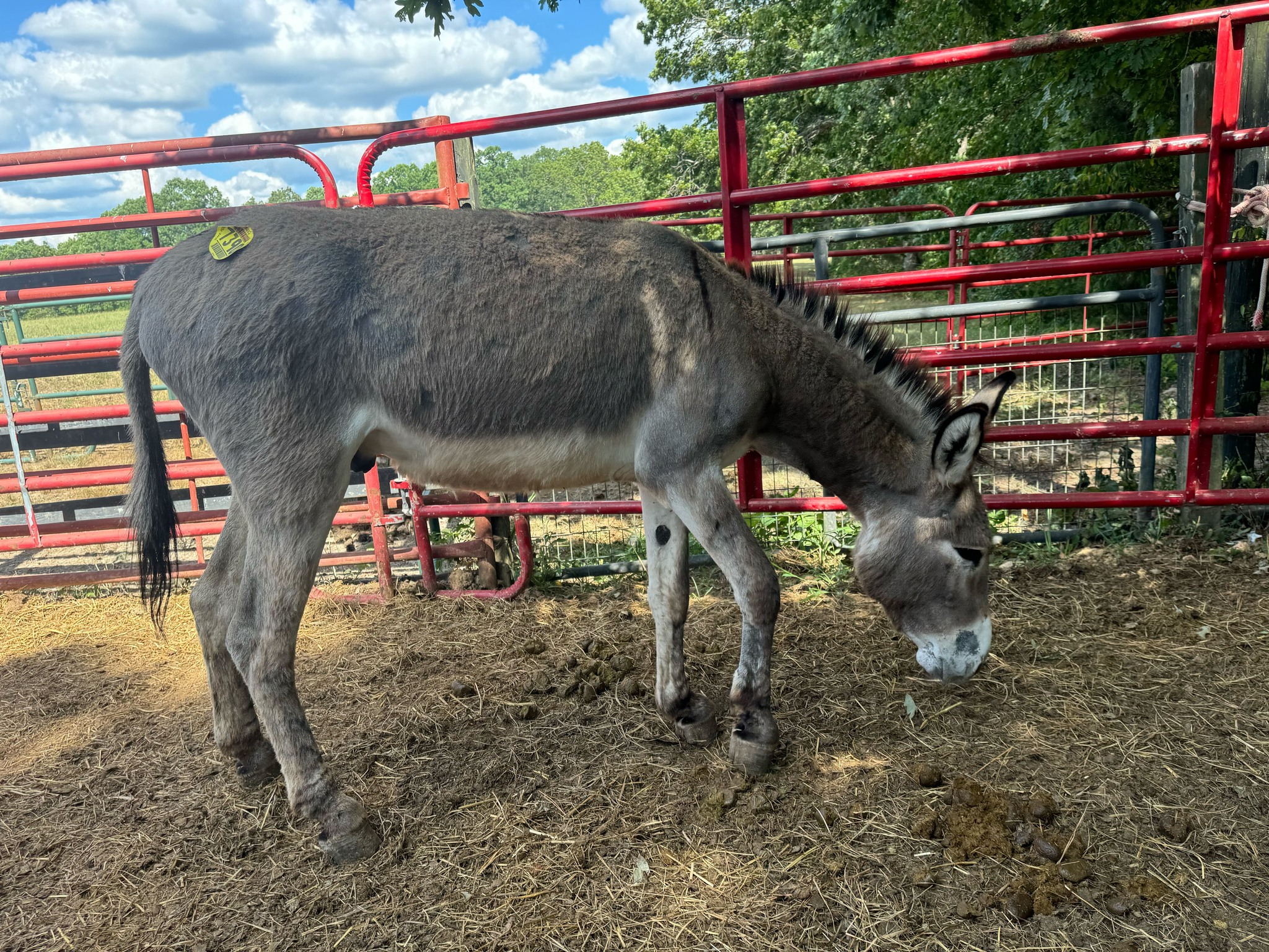 Horse - UPDATE: His name is Rafe! Thank you Traci for suggesting such a ...