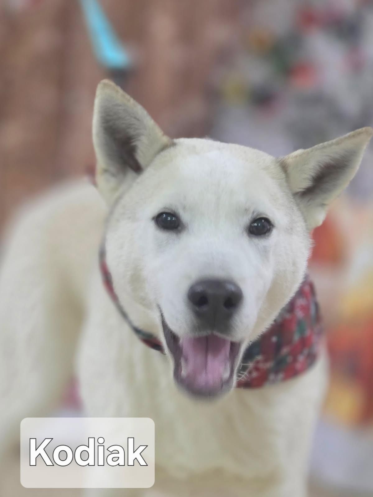 12-thursdays-feature-is-sweet-kodiak-truly-a-winter-dog-with-a-very