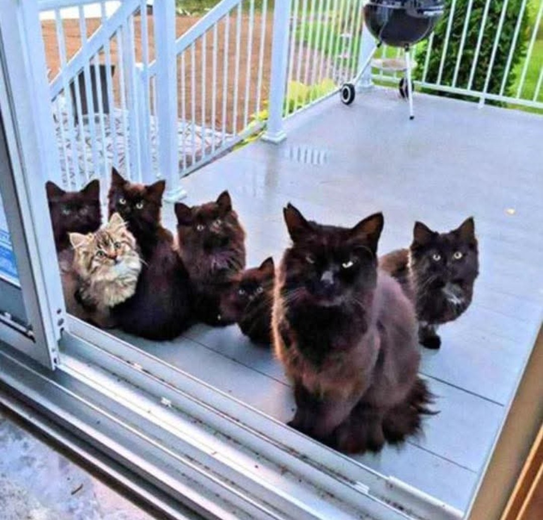 Chaara - J’ai commencé à remarquer ce chat errant dans mon quartier, au ...