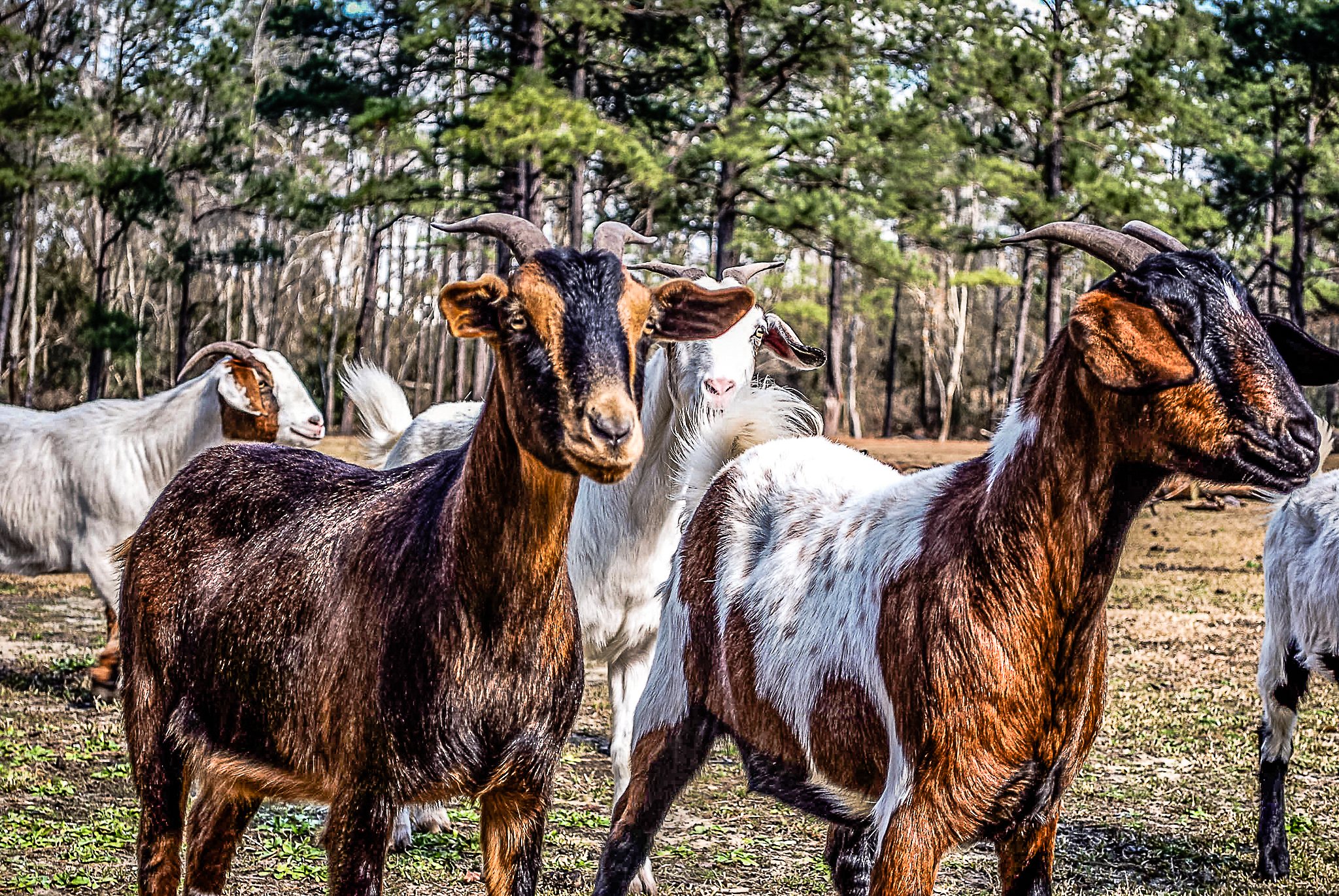 Limbrick Branch Farm
