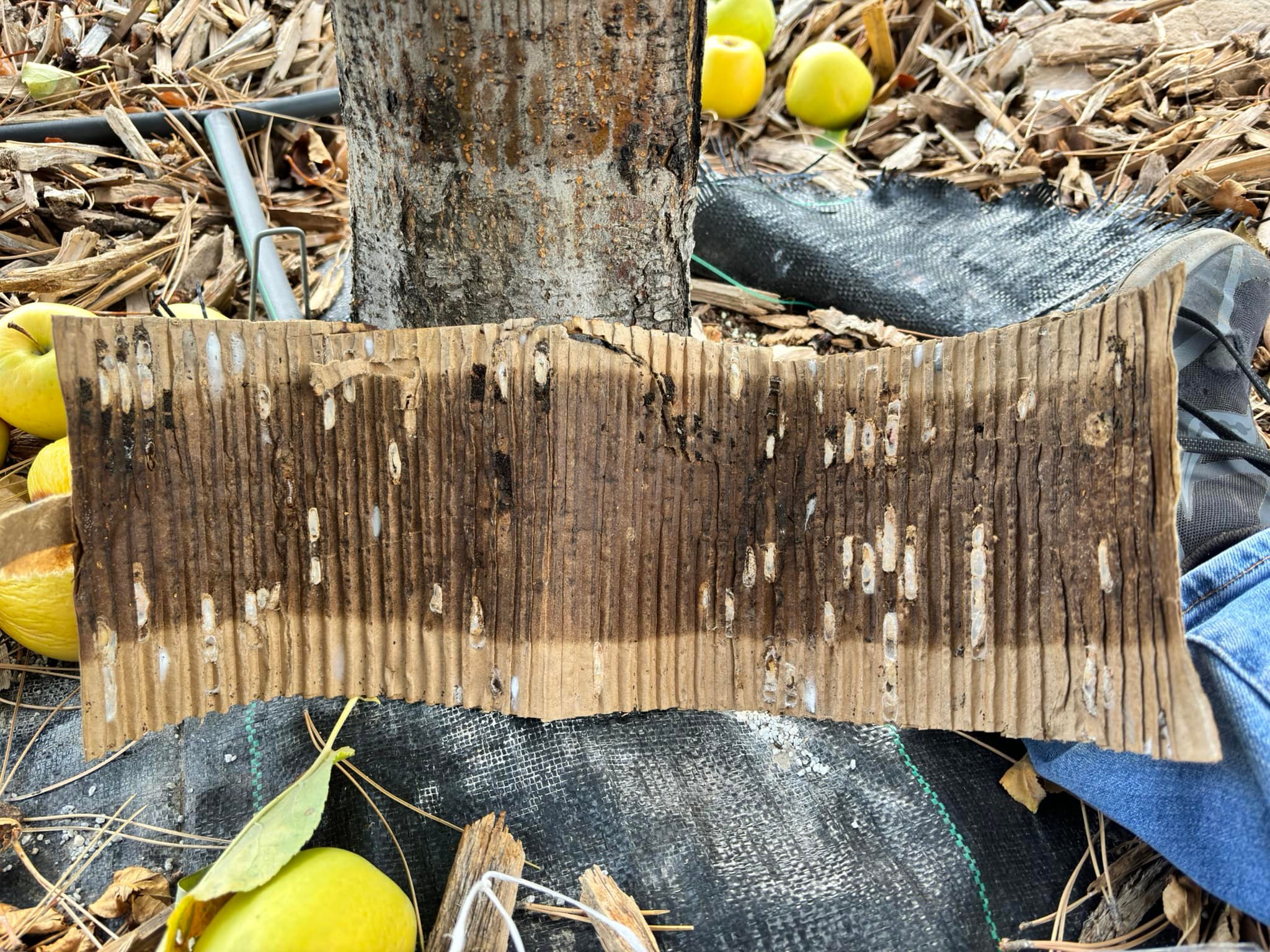 Cardboard Around Fruit Trees Is Cardboard And Tree Mulch Enough For NZ