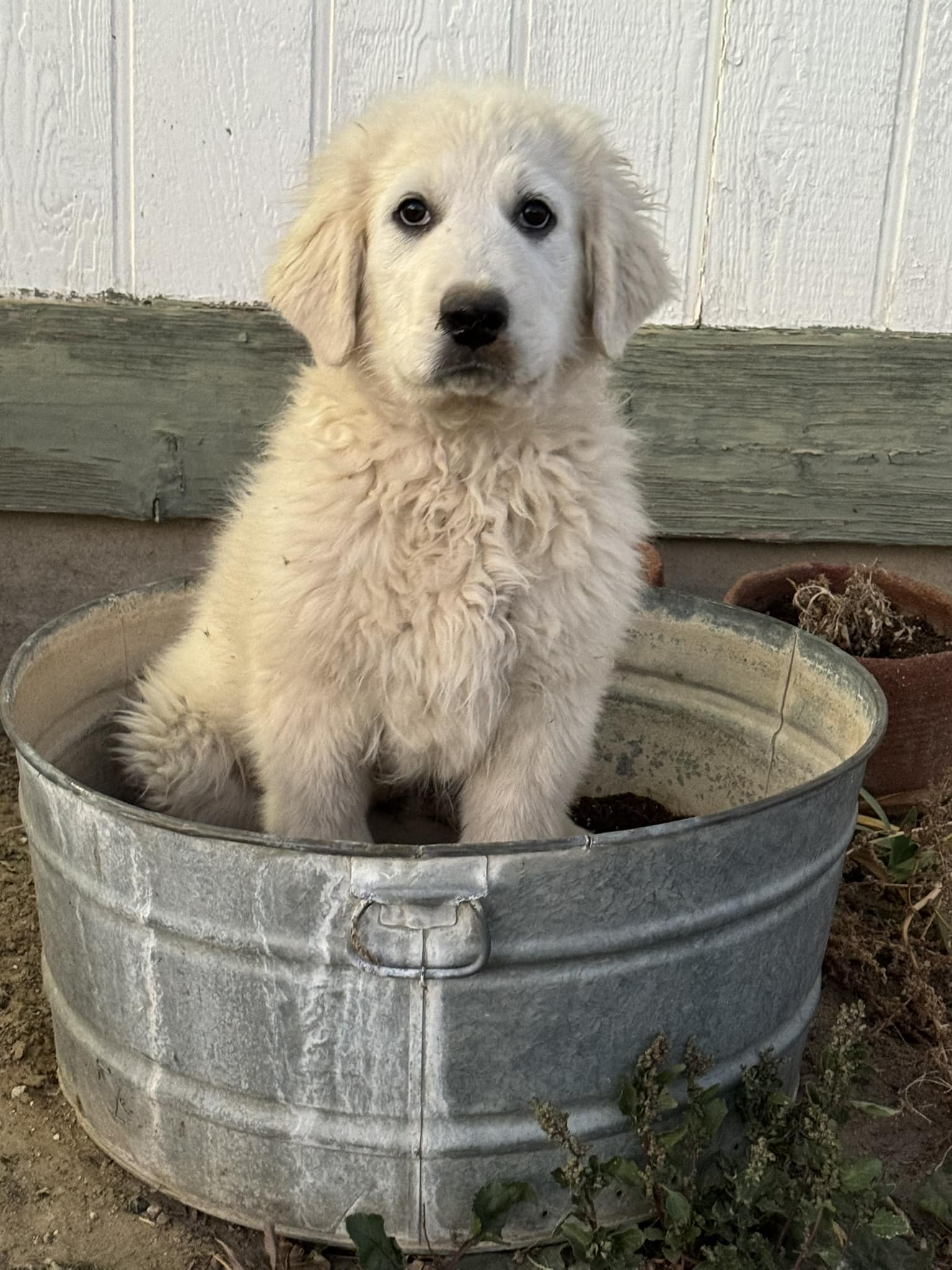 Hollin Gate Ranch Great Pyrenees of Neenach
