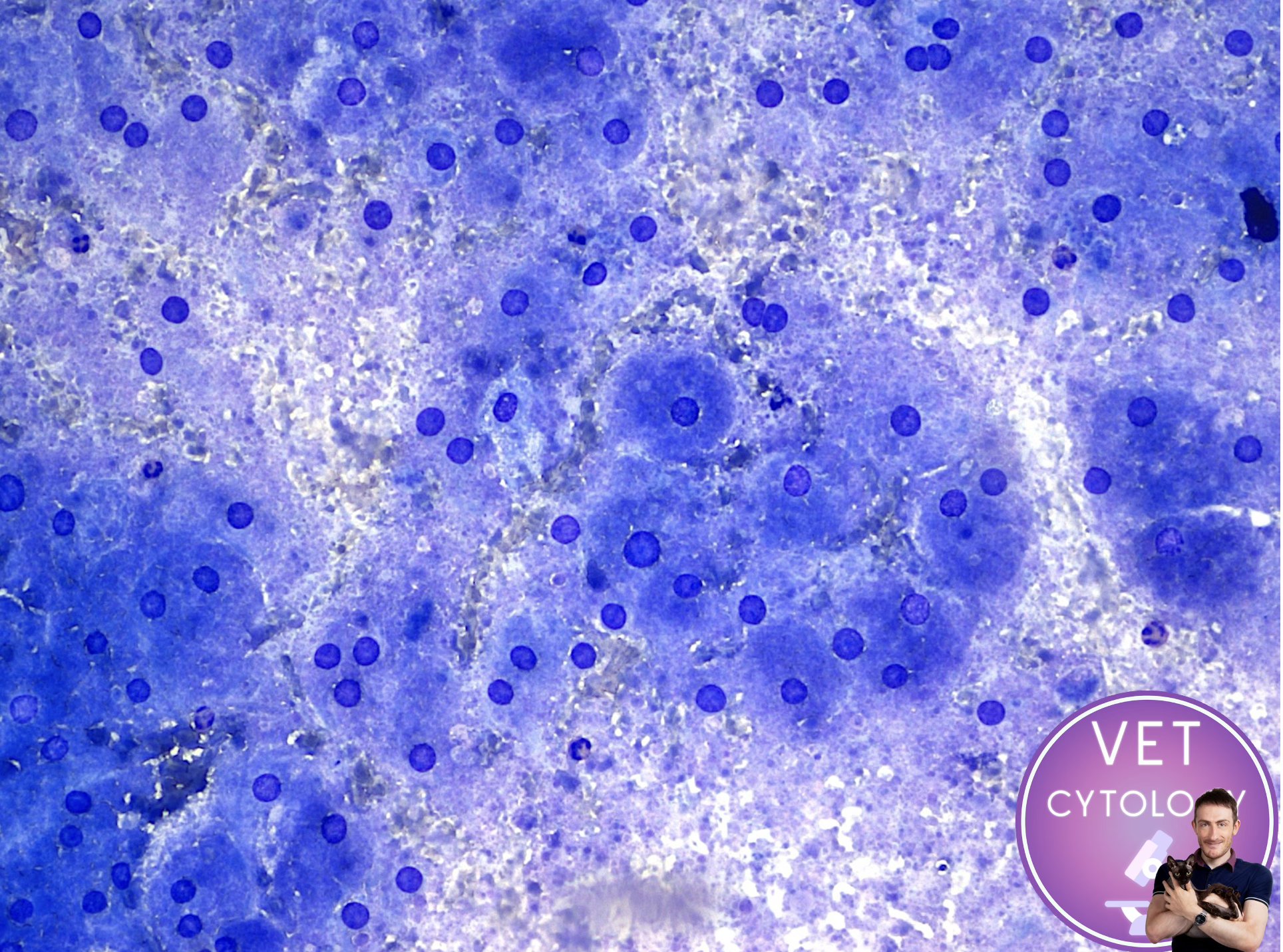Dr - Testicular mass from rabbit 🐇Granular cell tumour (GCT). Did you ...