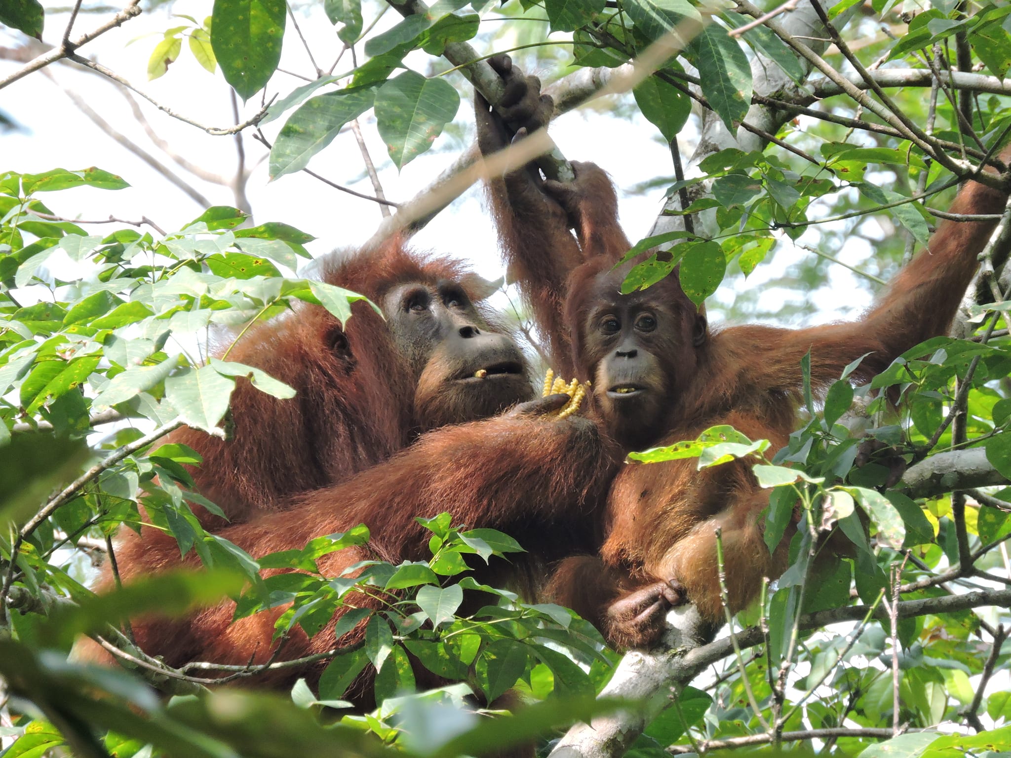 Sumatran Ranger Project added a... - Sumatran Ranger Project