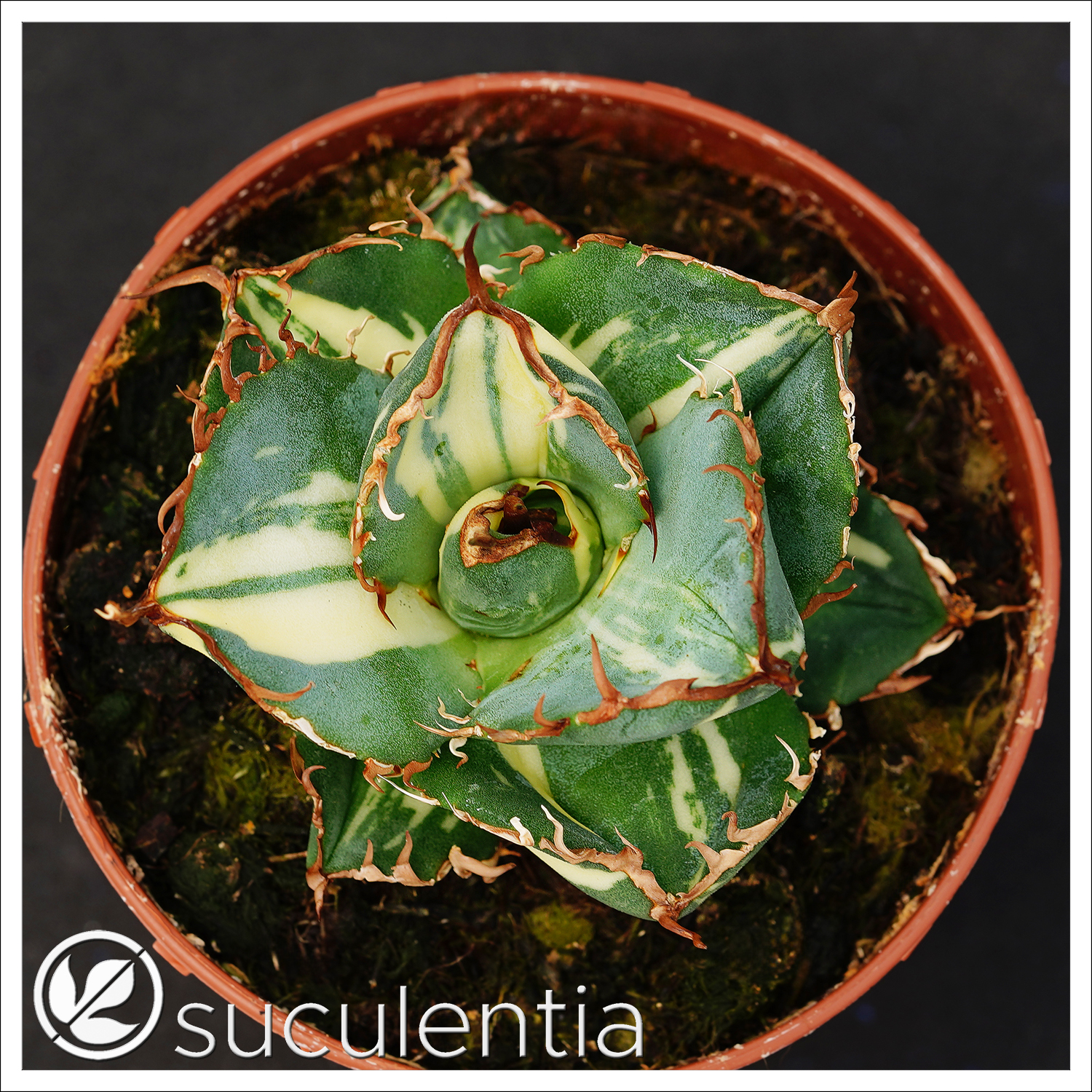 Agave 'Juggernaut' variegated