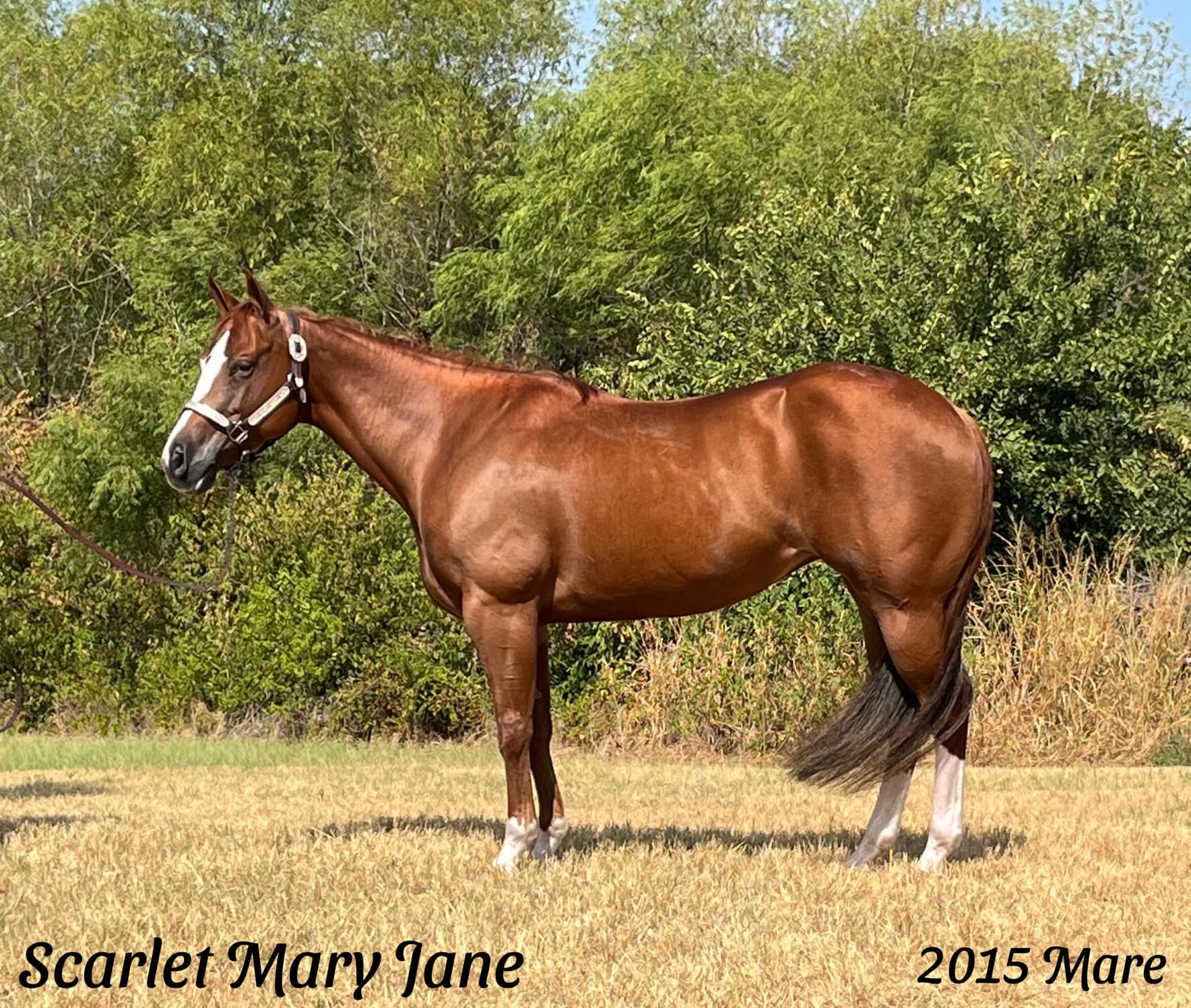 For Your Consideration: Scarlet Mary... - Jim Babcock Ranch | Facebook
