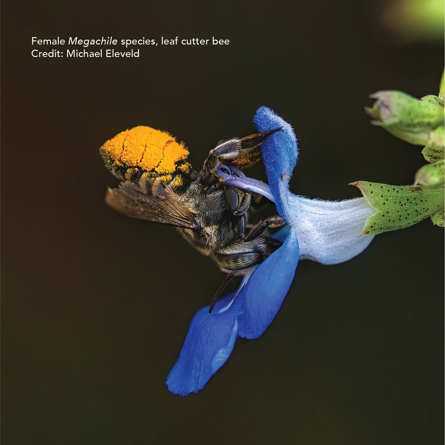 Australian Pollinator Week
