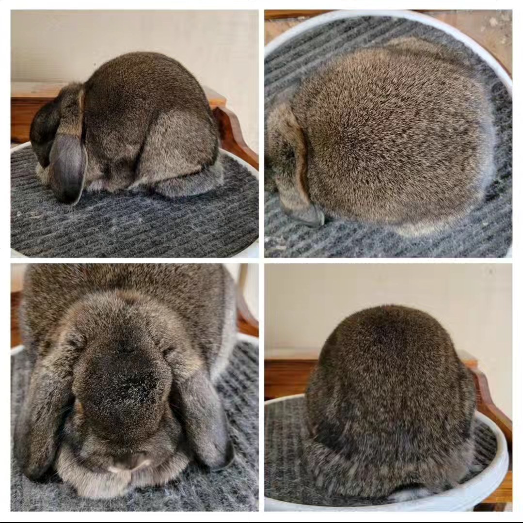 Bélier Rabbitry
