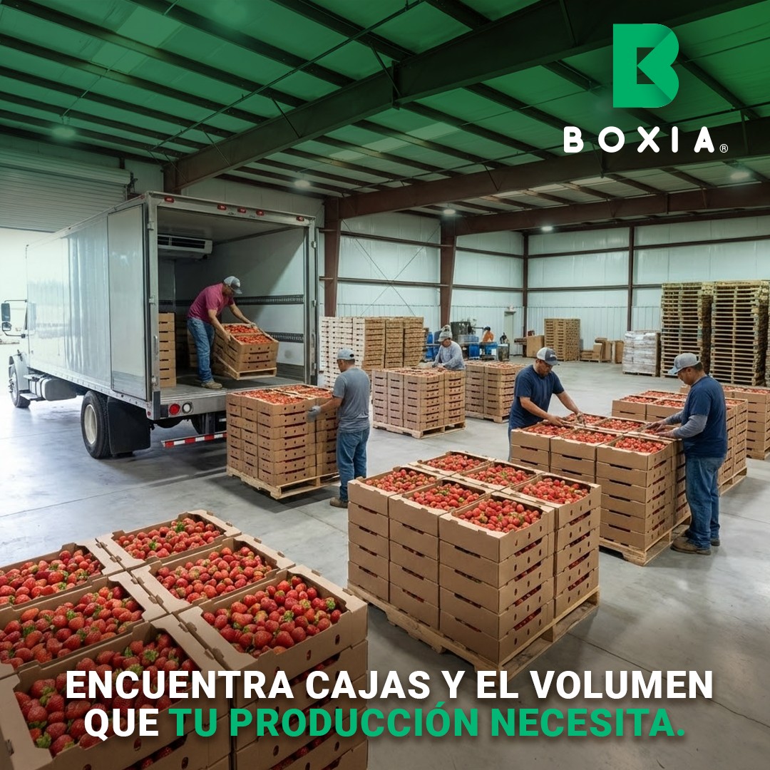 Boxia | Monterrey