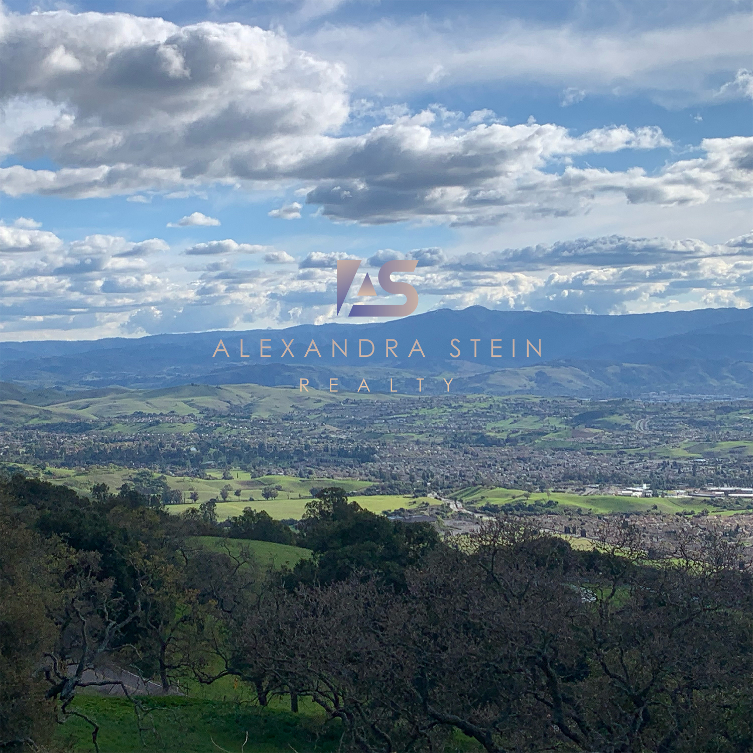 Alexandra Stein Realty