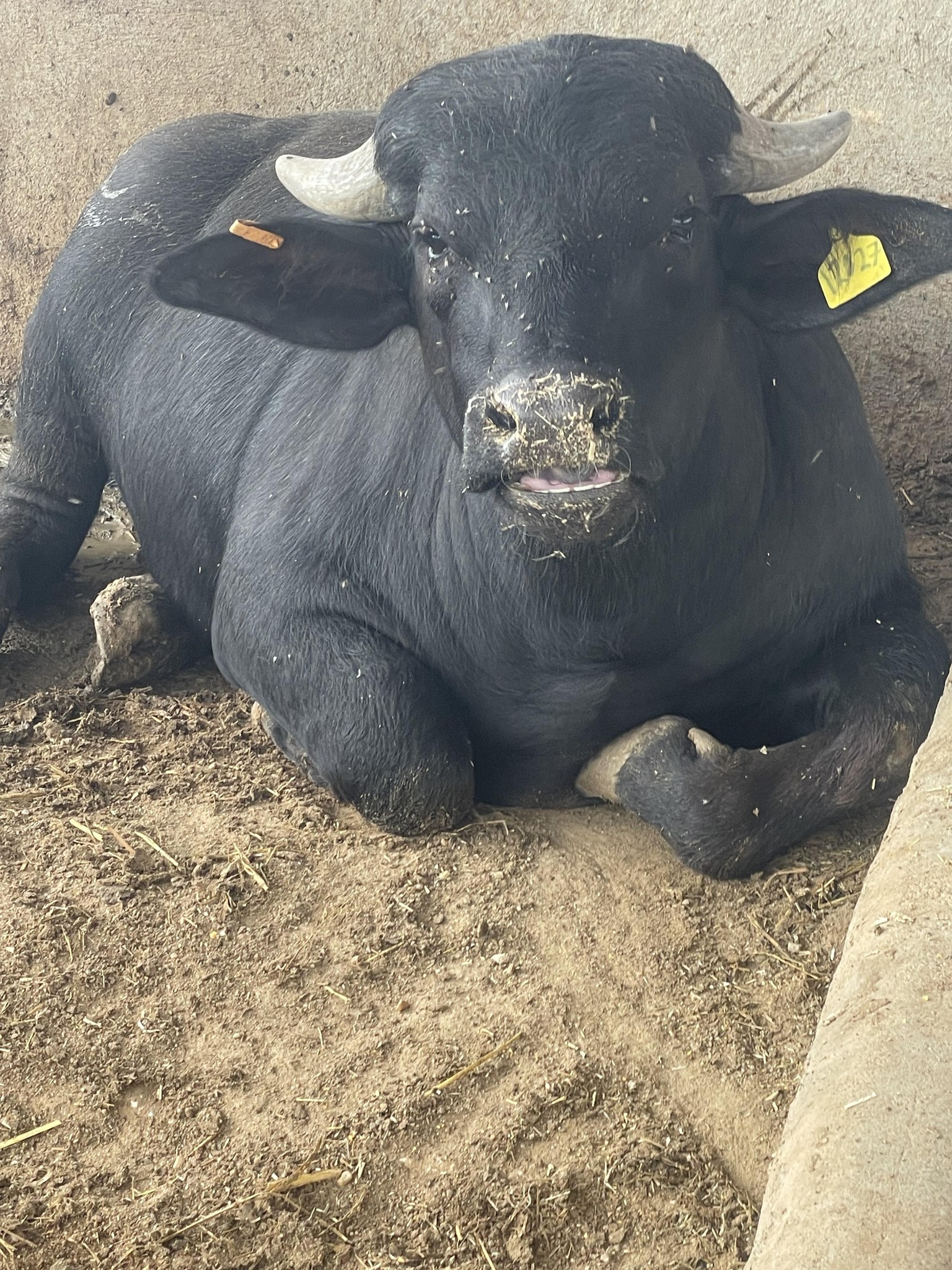 smart-dairy-farm-dairyfarmer-milkingmachine-dairyfarming-dairycows