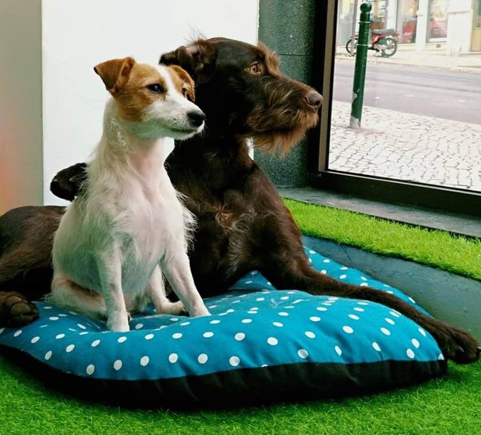 DOGS' - Saiam à rua só para o essencial. Por todos nós. 📷: @bigcitymax ...