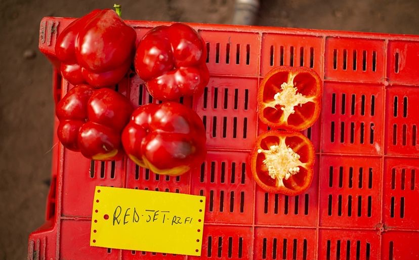 Seedforth - Red Jet RZ F1 bell pepper variety is doing amazing things ...