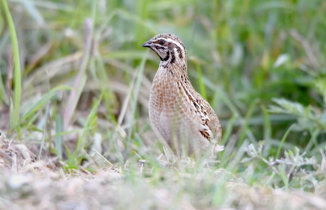 Birding - A small overview of the first month of summer: 6.07 Terek ...