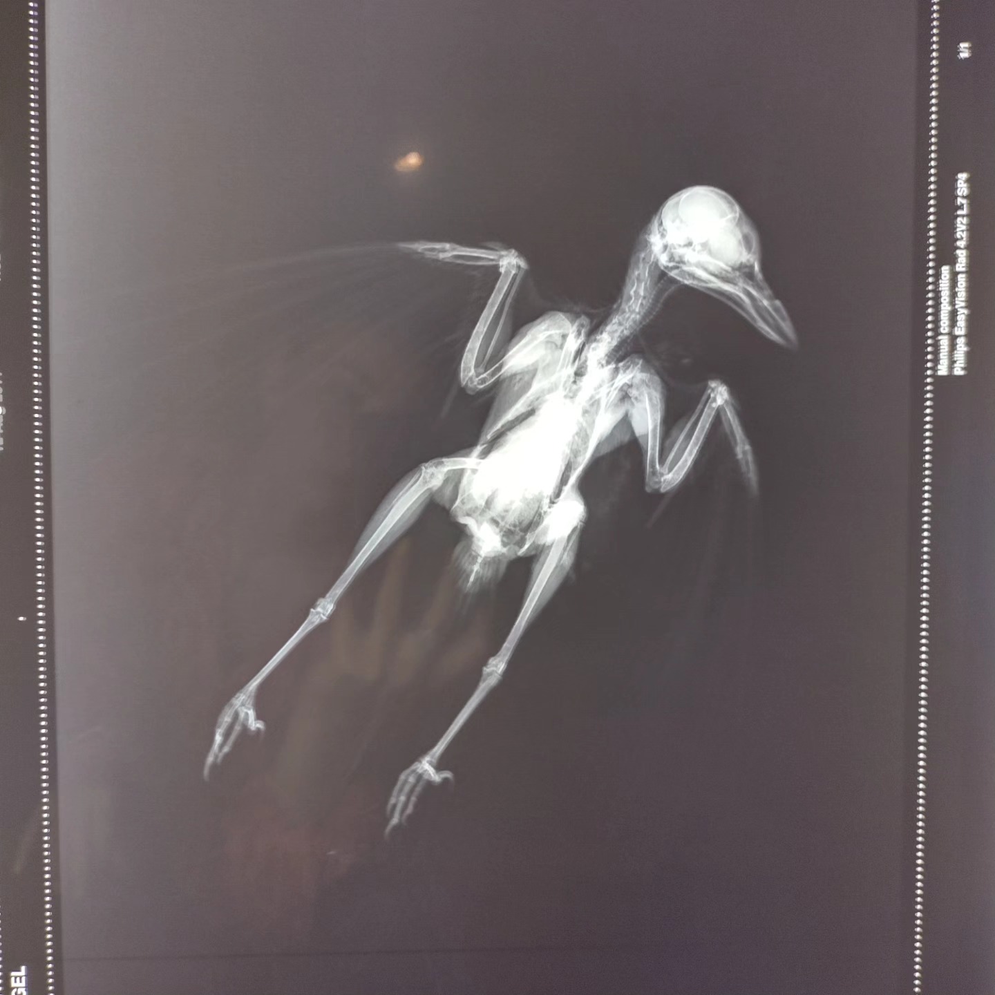 Belgian Museum of Radiology