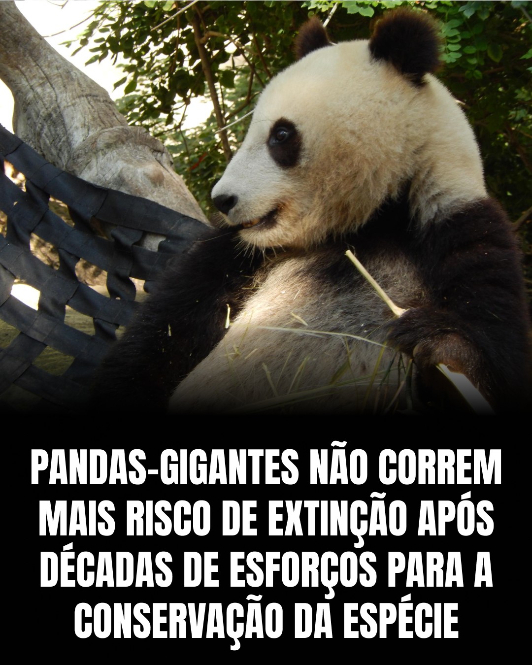 História - Depois de décadas de ações intensivas de conservação, o ...