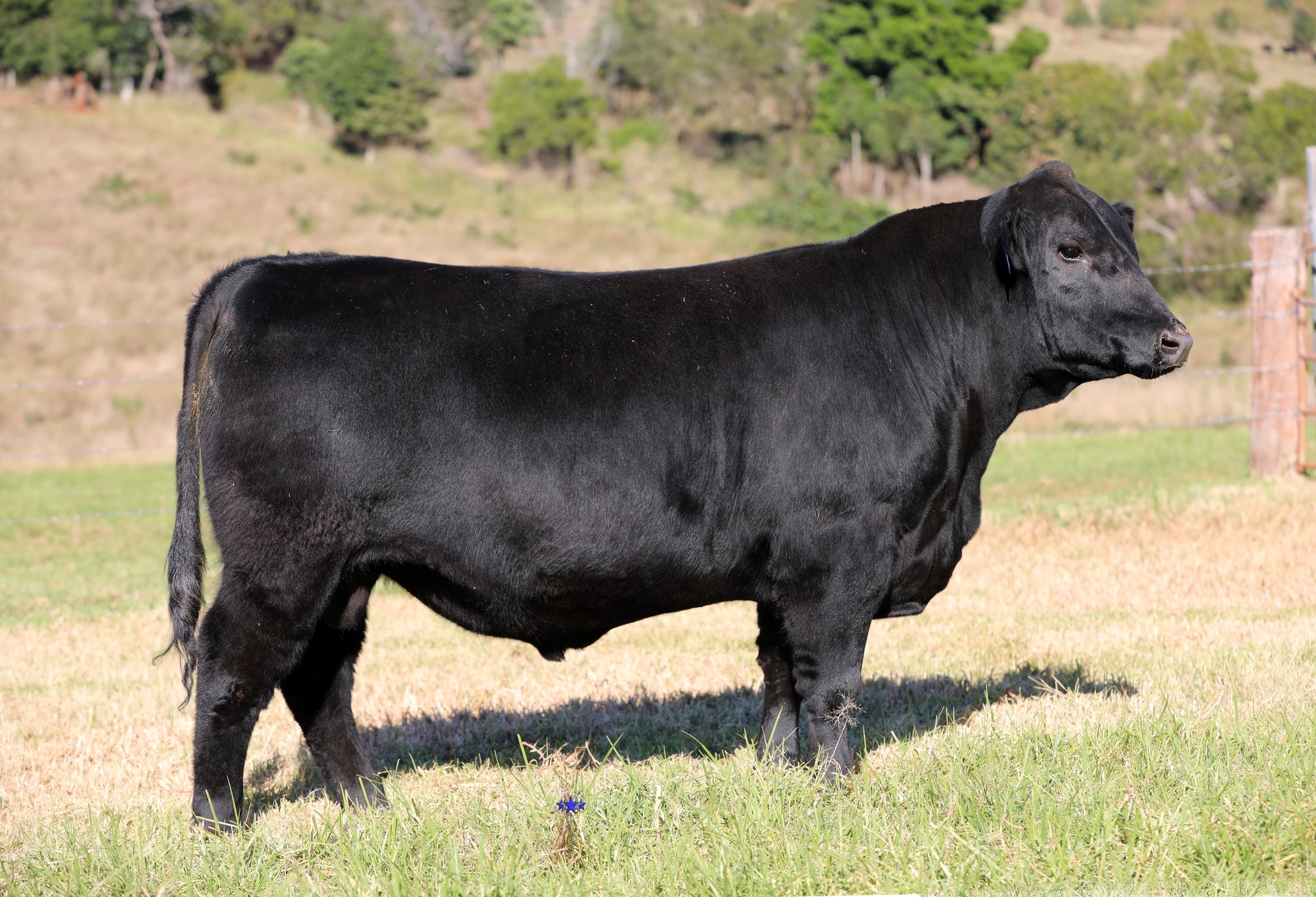 Ruby - Another young versatile bull for the Aussie Angus & Brangus Bull ...