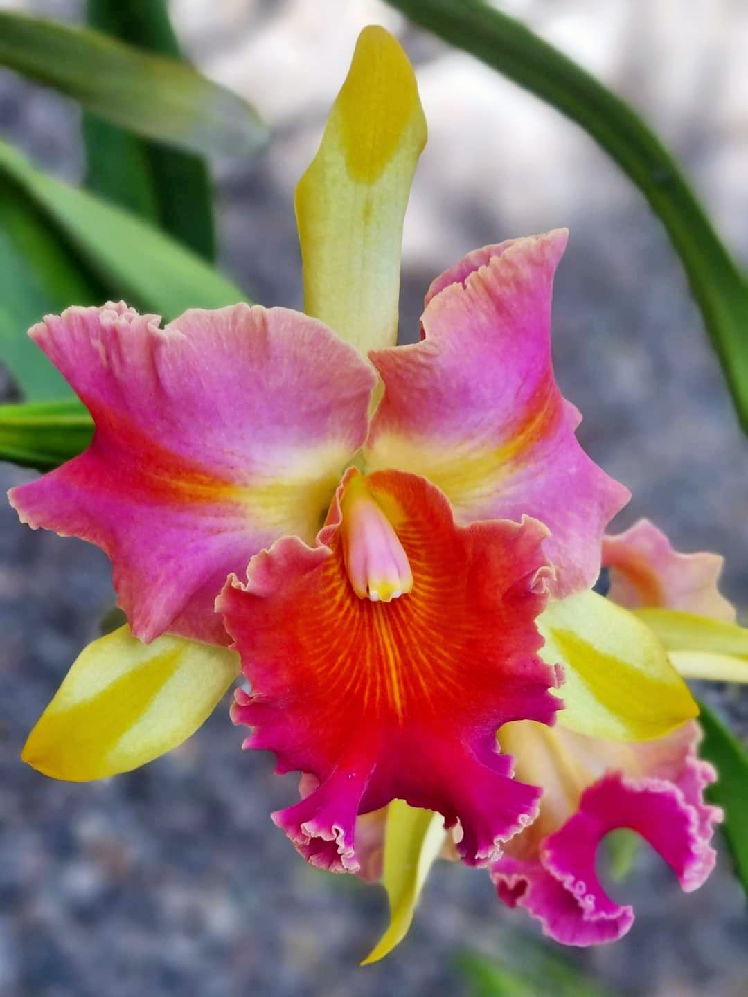 Rlc Amazing Thailand 'Rainbow'.. 1 sheath, 2 blooms different colour🥰