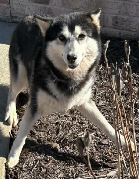 Lovable Mutts Adoption Center | Newfoundland PA