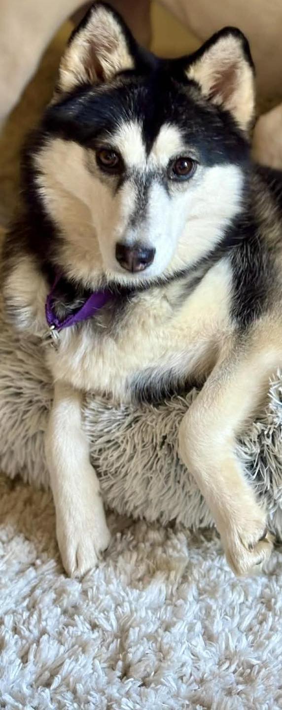Lovable Mutts Adoption Center | Newfoundland PA