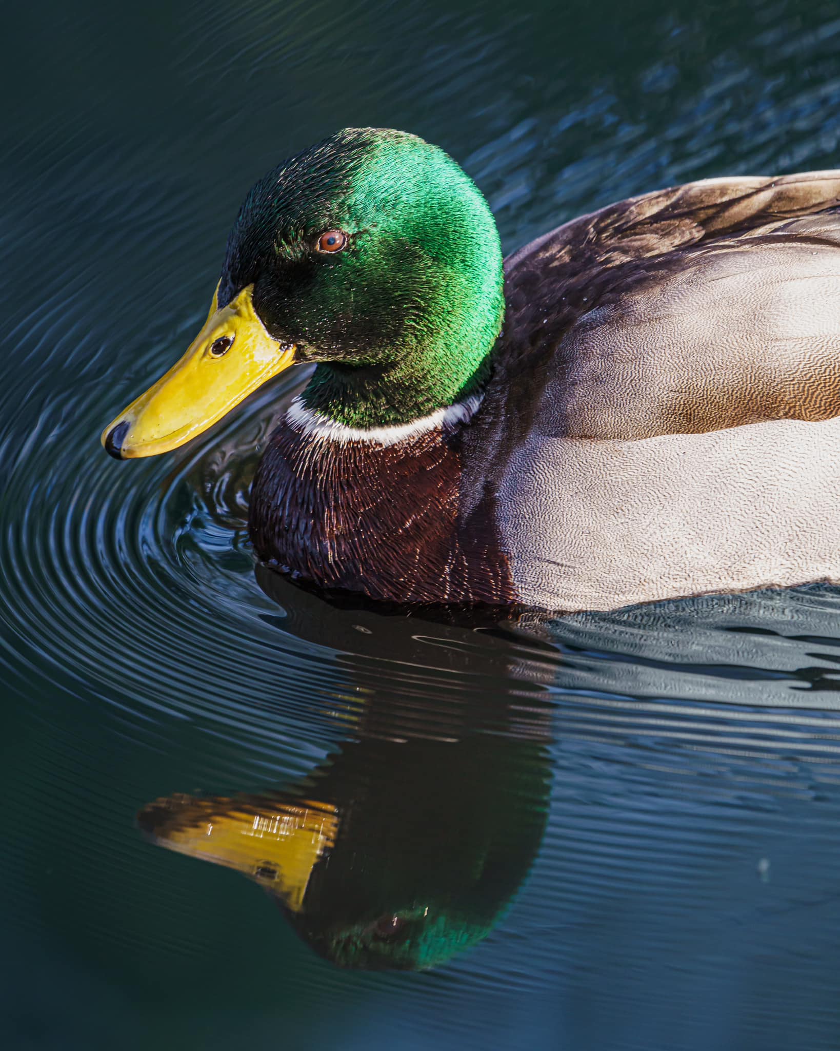 Is duck an aquatic animal or a bird?