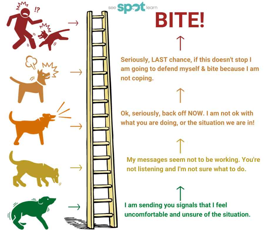 😡Aggression ladder🪜 คือ ระดับสัญญาณเตือนของความก้าวร้าว ถ้าสิ่งที่กำลัง ...
