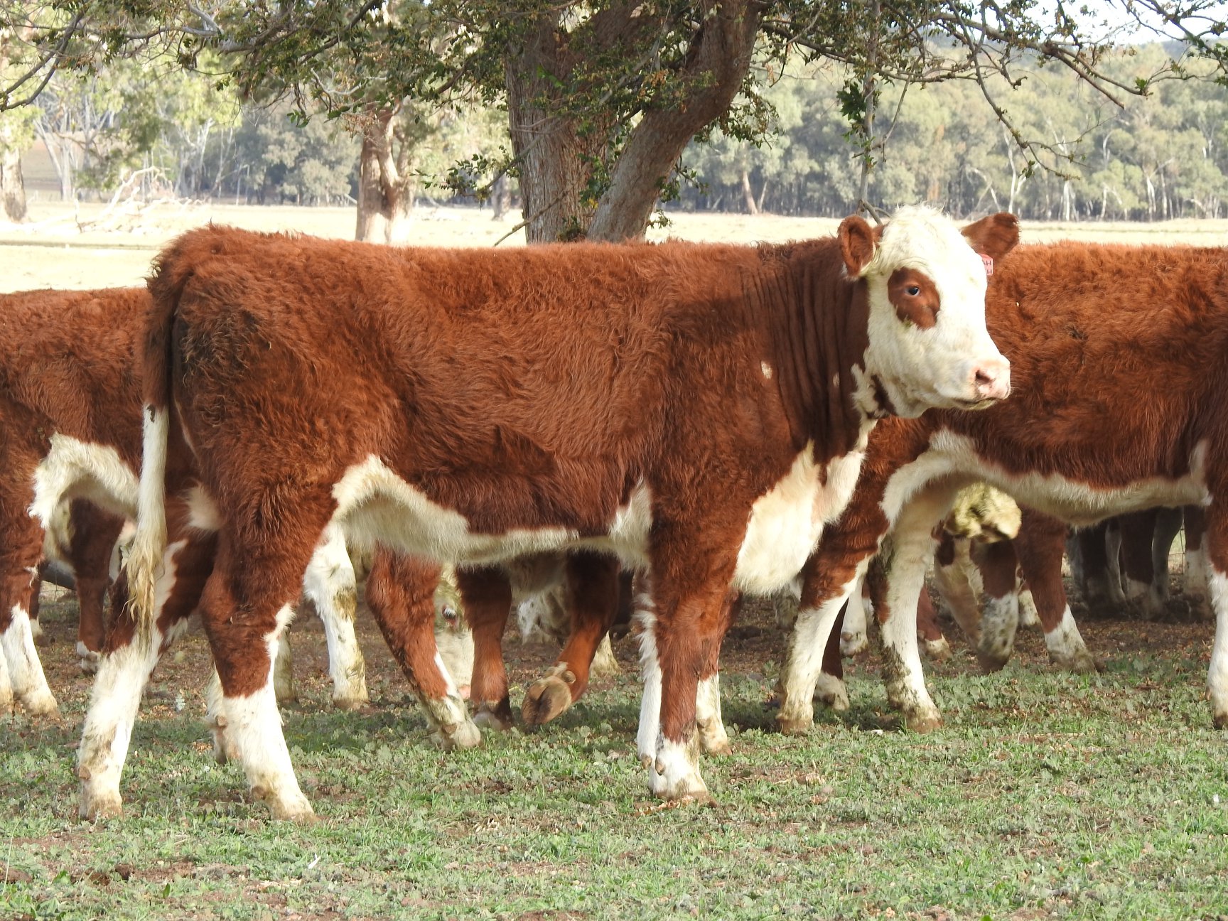 Callow Livestock Pty Ltd | Dunedoo NSW