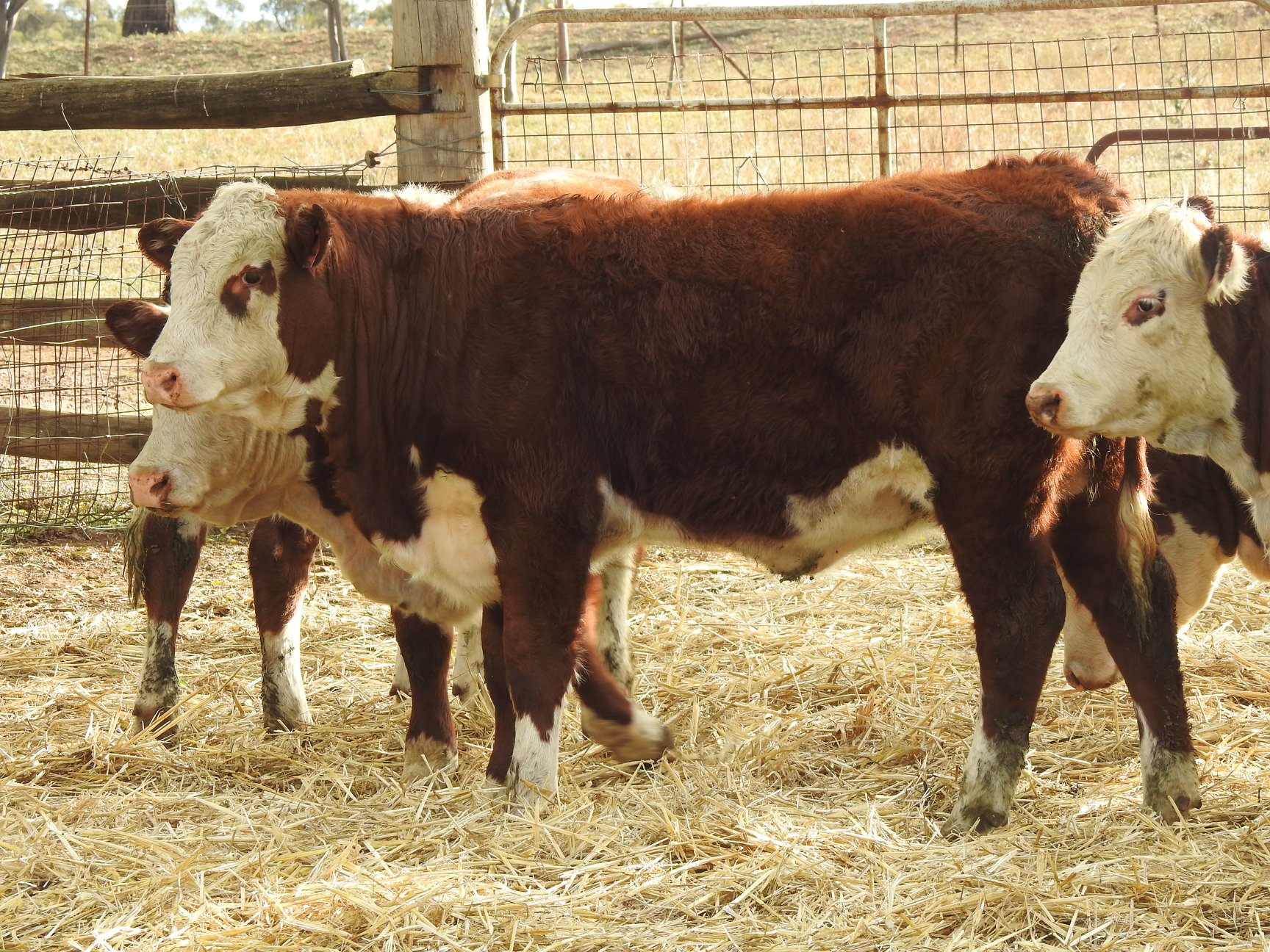 Callow Livestock Pty Ltd | Dunedoo NSW