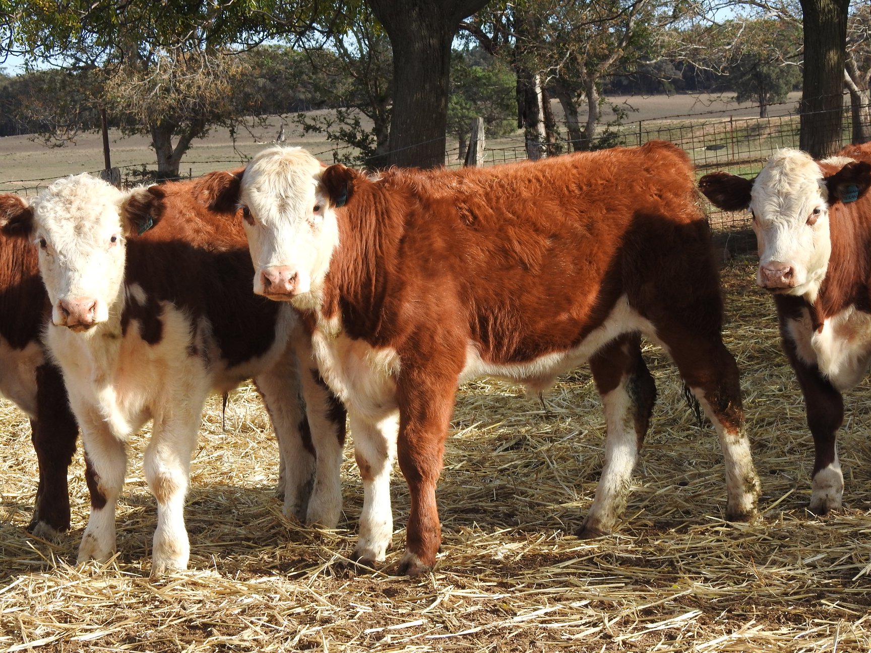 Callow Livestock Pty Ltd | Dunedoo NSW