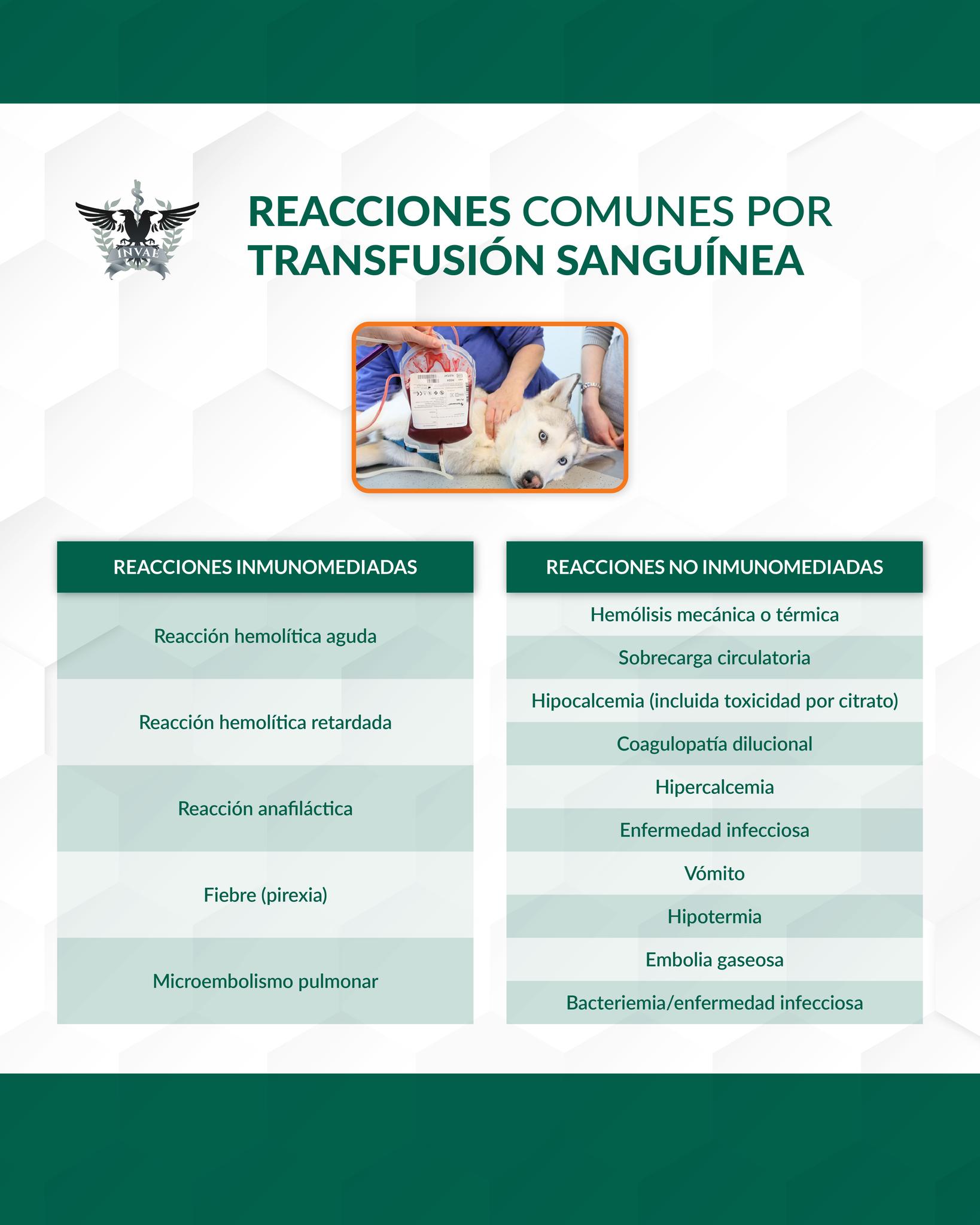 INVAE - REACCIONES COMUNES POR TRANSFUSIÓN SANGUÍNEA 🐶🐾 🔴 Las ...