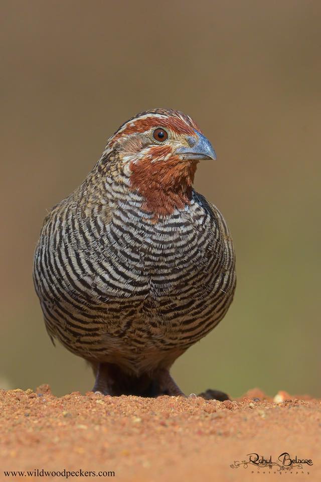 The Woodpeckers | Pune
