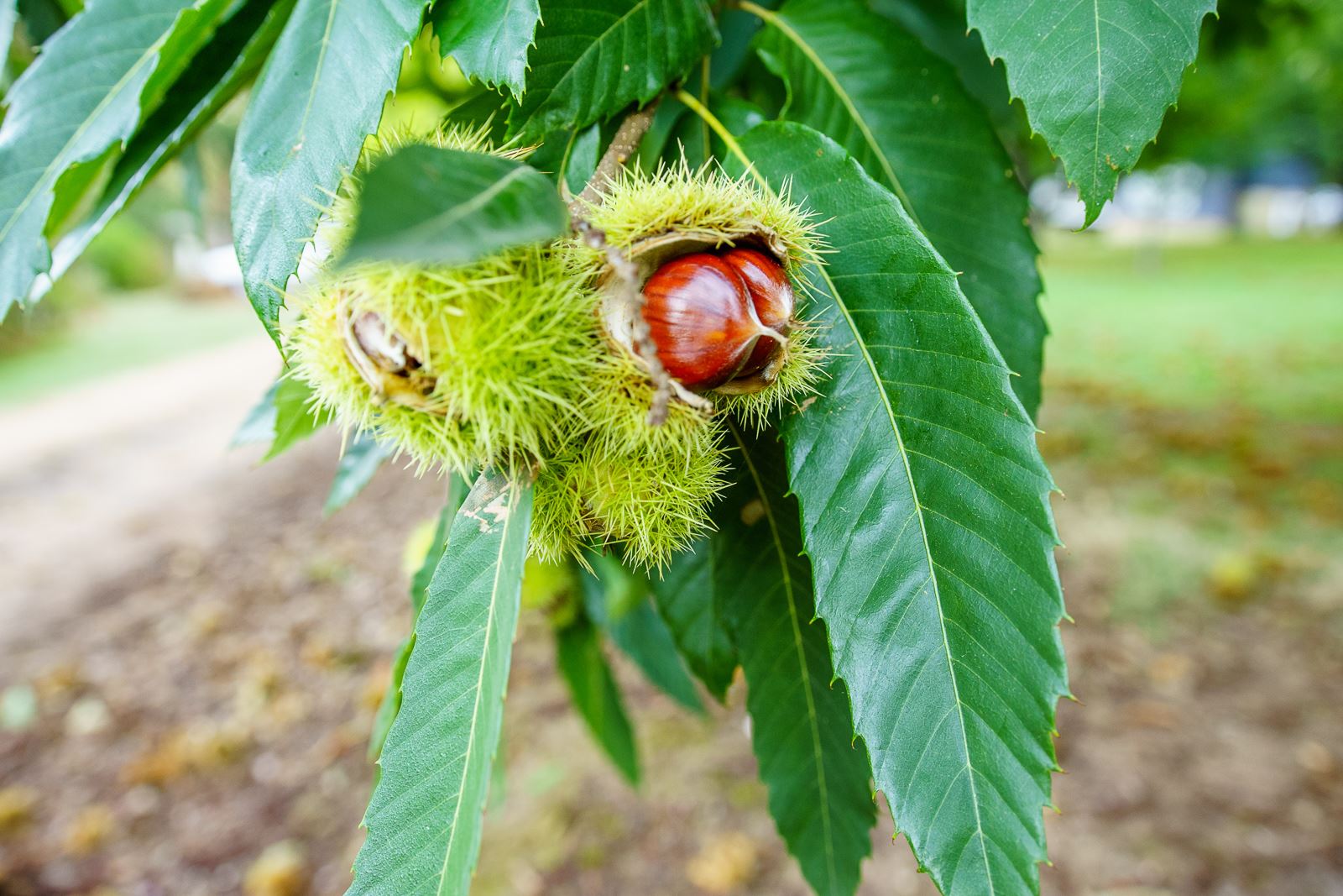 Bright - It's chestnut harvest time. Lots of roadside stalls will be ...