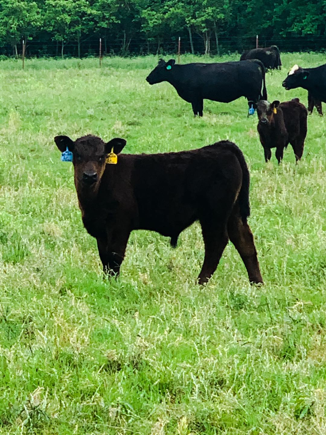 Walter Cattle & Nursery | Calvin OK