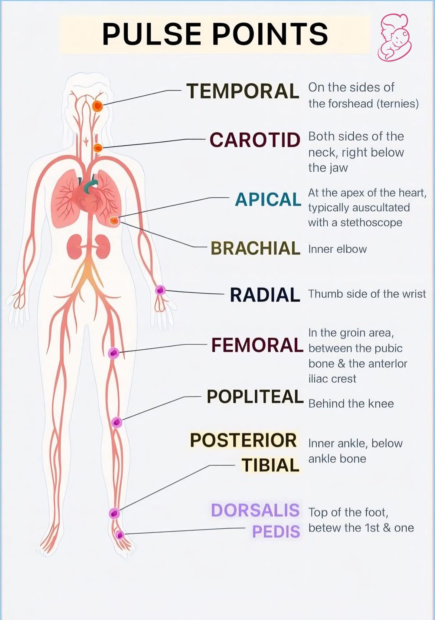 Biology | 🩺 Understanding Pulse Points in the Human Body 💓 | Facebook