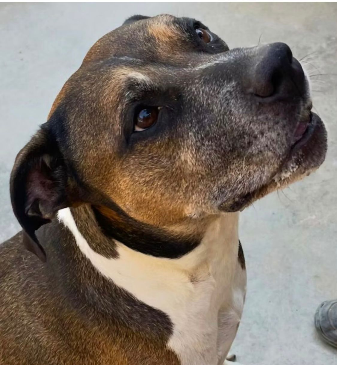 Apasa - 🇬🇧 Support Needed for Golfo’s Surgery Golfo is... | Facebook