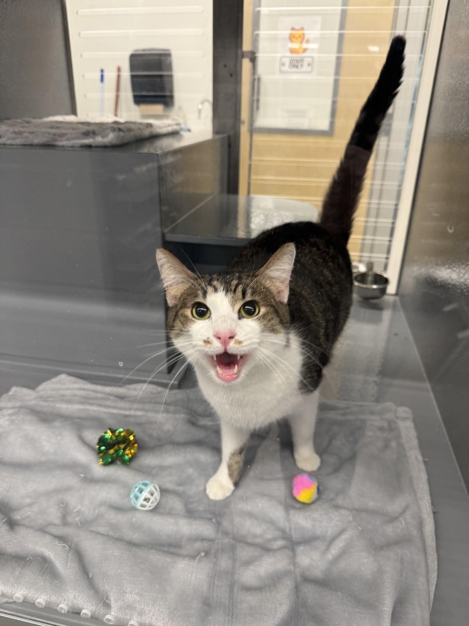 Adopt Yoshi the cat from Kitty Co. Rescue