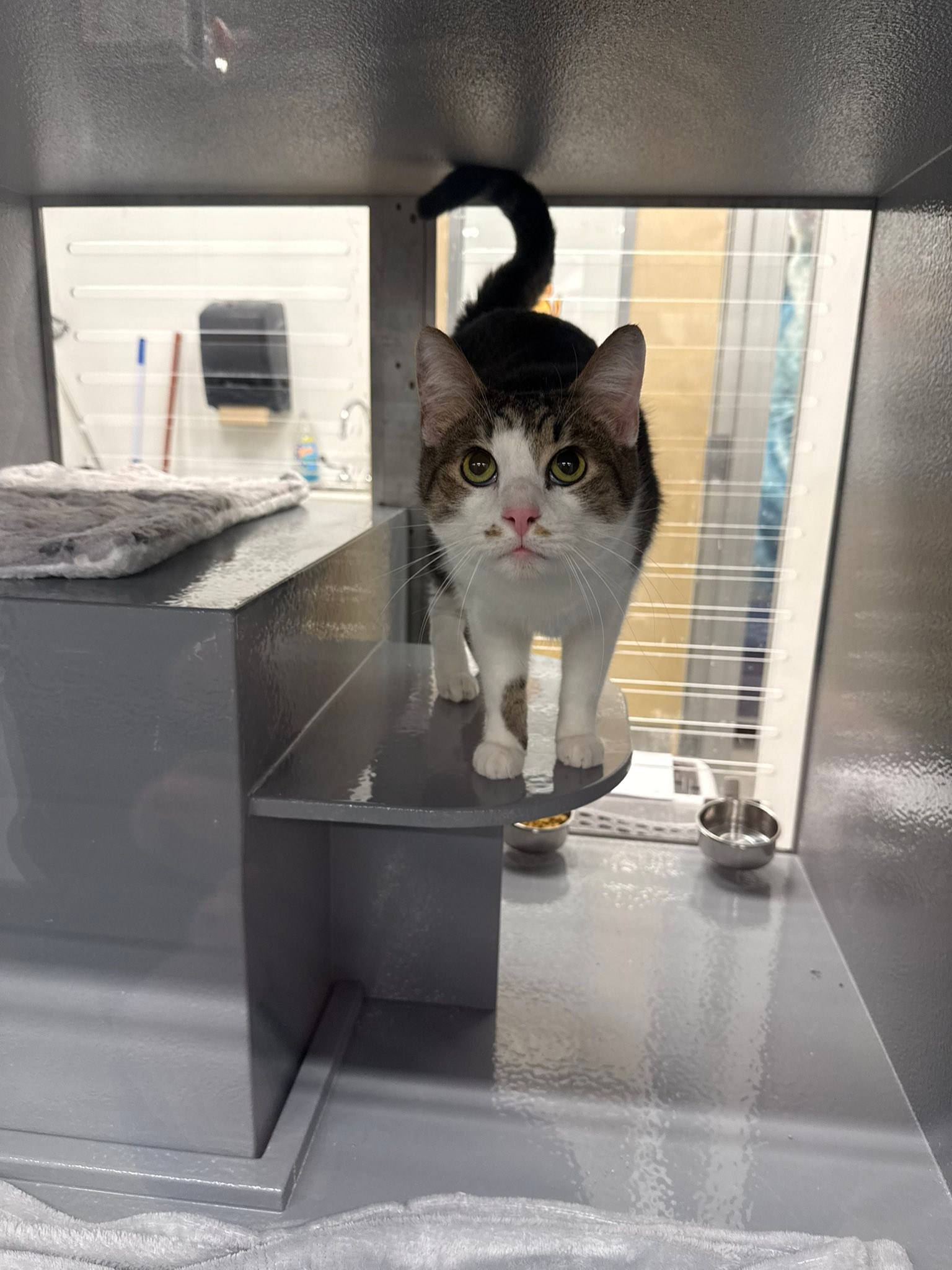 Adopt Yoshi the cat from Kitty Co. Rescue