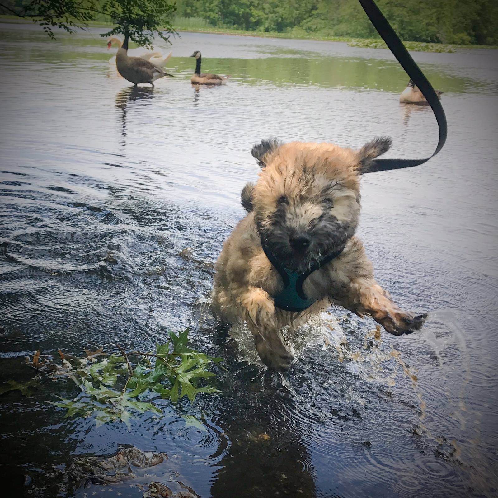 Photo inspiration: Canis Mountain Dog Training Photo Inspiration